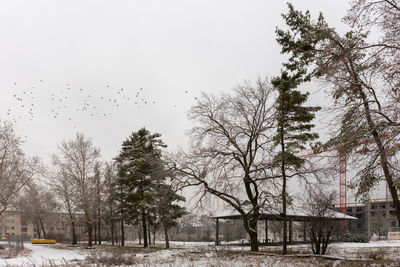 Birds flying over trees against sky during winter