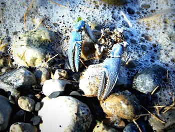Pebbles in shallow water