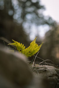 Close-up of yellow flowering plant