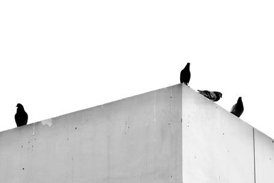 Low angle view of pigeon perching on wall