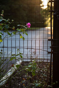 Close-up of flowering plants against window