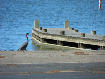 Bird by sea