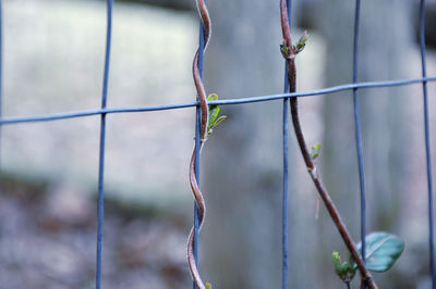 Close-up of a lizard on fence