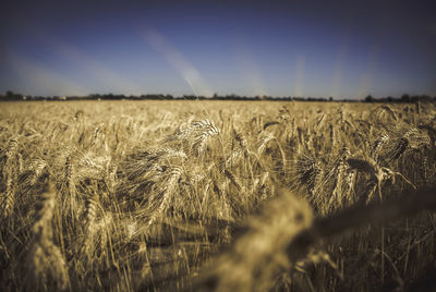 Wheat field against sky