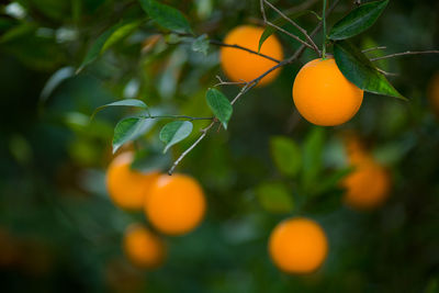 Close-up of orange fruit growing on tree