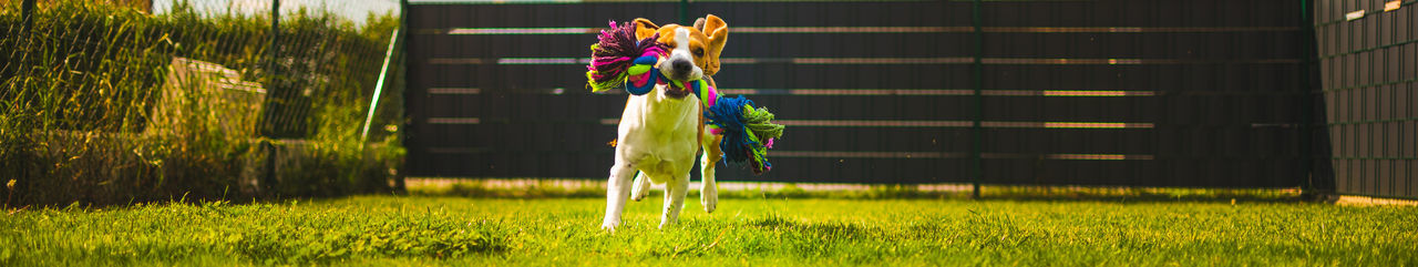 Dog tricolor beagle running towards camera 