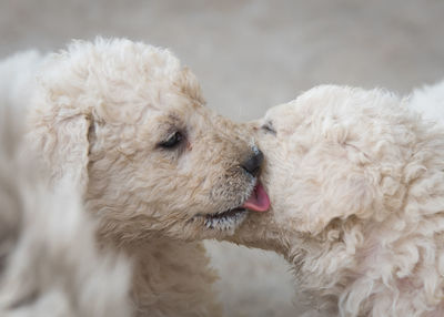 Close-up of two dog outdoors