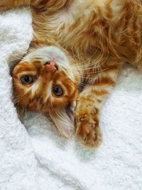 High angle portrait of ginger cat lying on bed at home