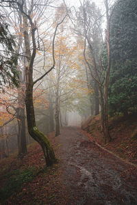 Trees in forest during autumn