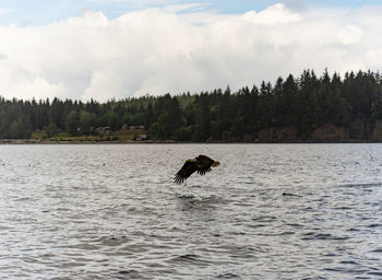 View of a horse in the sea