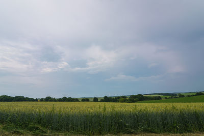 Scenic view of agricultural field against sky
