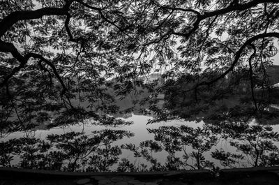 Low angle view of trees in forest against sky