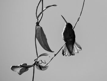 Low angle view of bird perching on clear sky