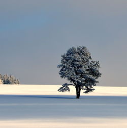 Tree against clear sky during winter