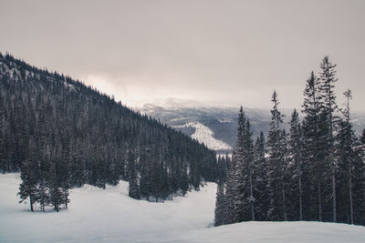 Snow covered land and trees against sky