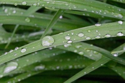 Close-up of water drops on leaf