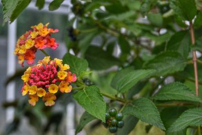 Close-up of fresh white flowers blooming on plant