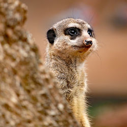 Close-up of meerkat looking away