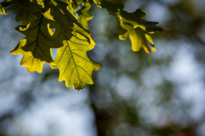 Close-up of yellow maple leaves