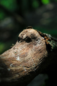 Close-up of tree trunk in forest