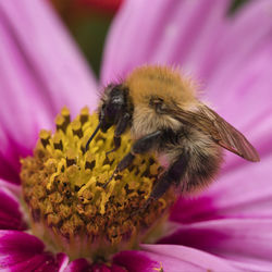 Close-up of honey bee on pink flower