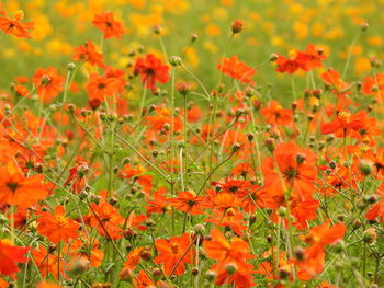 Close-up of orange flowering plants on field