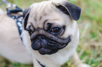 Close-up portrait of a dog