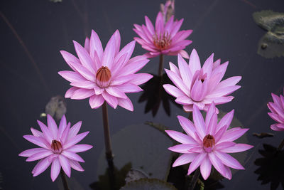 Close-up of pink flowering plants