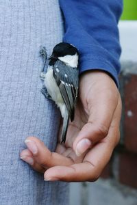 Close-up of hand holding bird