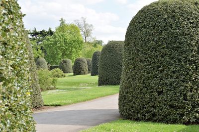 Shrubs against cloudy sky