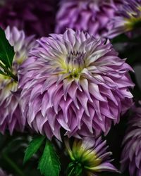 Close-up of purple dahlia