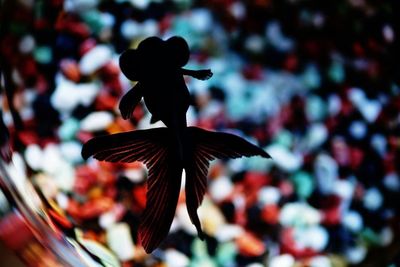 Close-up of silhouette butterfly