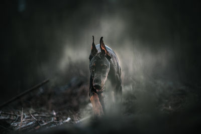 Portrait of dog on land