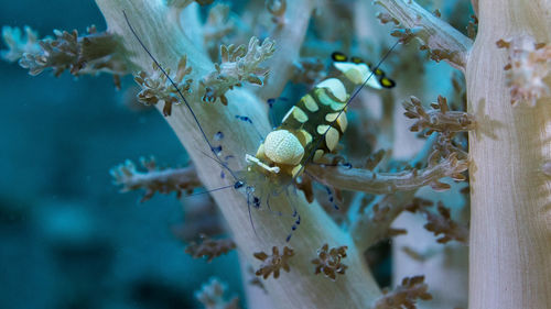 Shrimp on water plant in sea