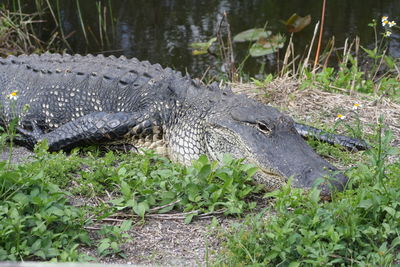 Wildlife in everglades national park - florida - usa