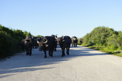 Buffaloes walking on road against clear sky