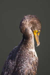 Close-up of a bird against gray background