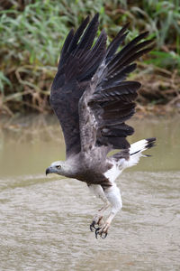 Bird flying over a lake