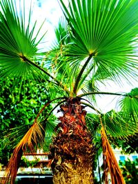 Close-up of coconut palm tree