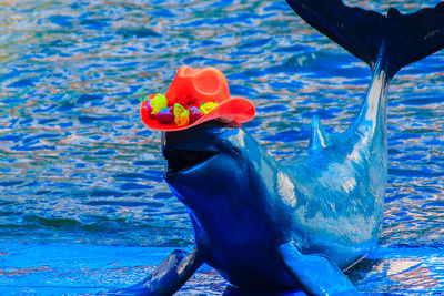 Close-up of red duck swimming in water