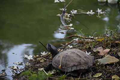 Turtle on a lake