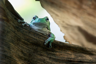 Close-up portrait of frog on dry leaf