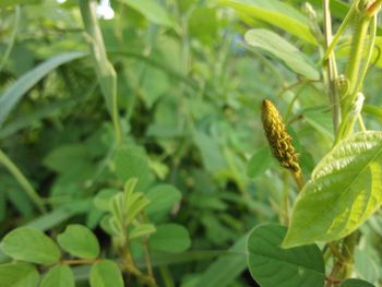 Close-up of green leaves