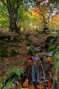 Stream flowing through forest