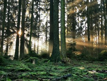 Sunlight streaming through trees in forest