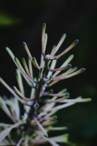 Close-up of plant