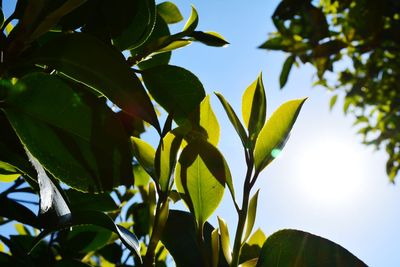 Low angle view of leaves against sky