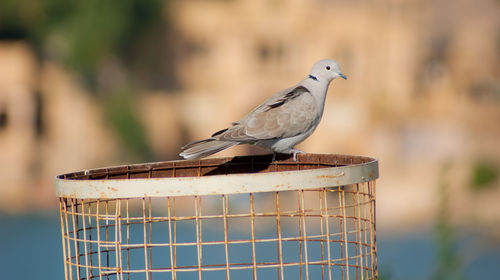 Close-up of bird perching on wood