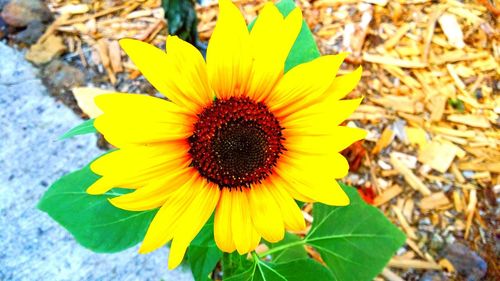 Close-up of sunflower