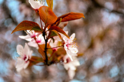 Close-up of plant